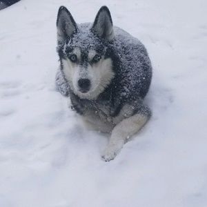 Meet your Posher, Holly